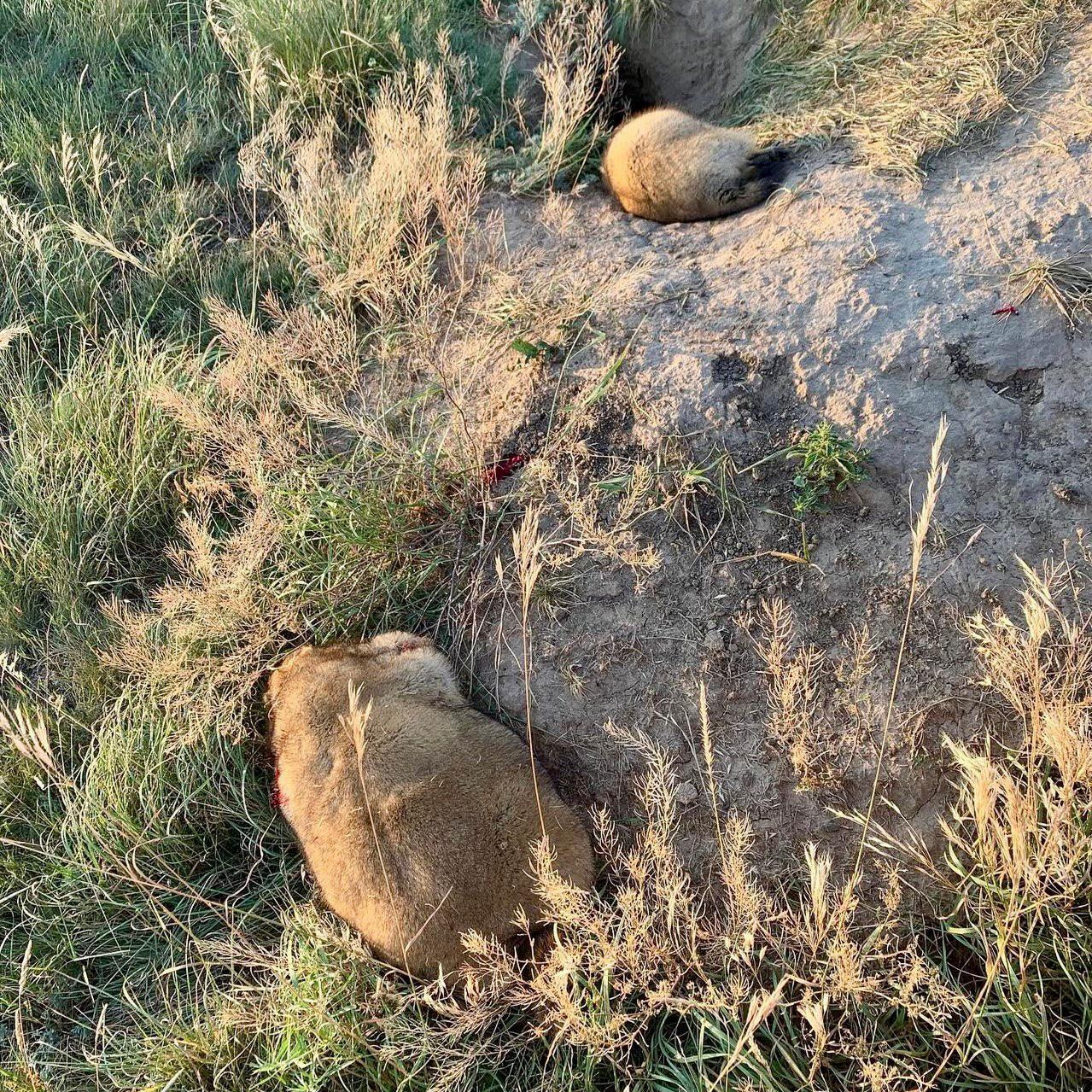 СУРОК БАЙБАК: описание, охота на сурка байбака, где обитает, сезон и методы добычи.