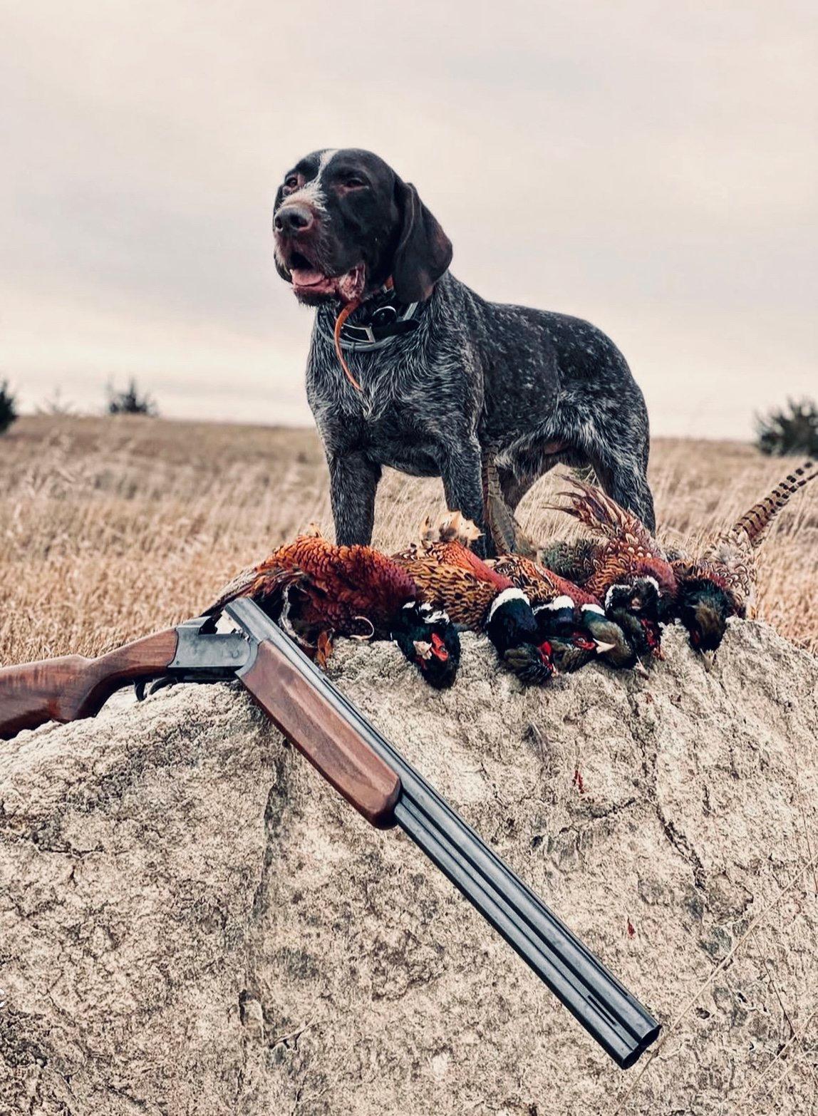 The German Wirehaired Pointer: A Hunter's Rugged and Reliable Companion