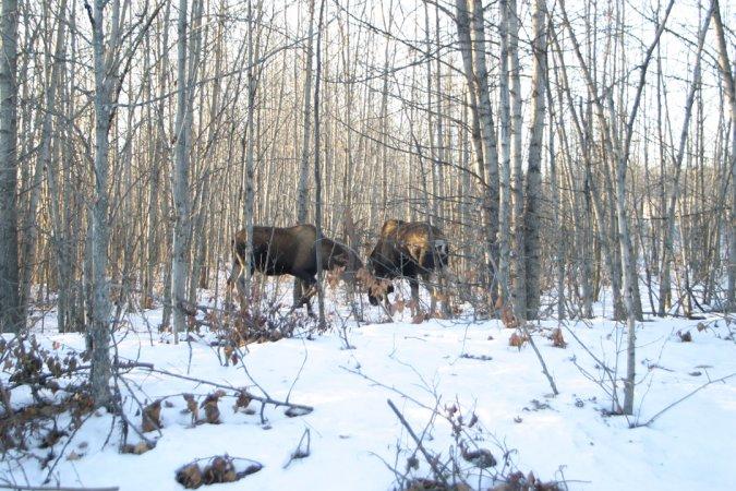 How To Take Better Hunting Photos