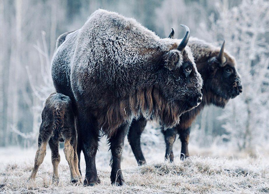 ЗУБР: описание, охота на зубра, где обитает, повадки, методы, лицензия, цена, трофеи и правила.
