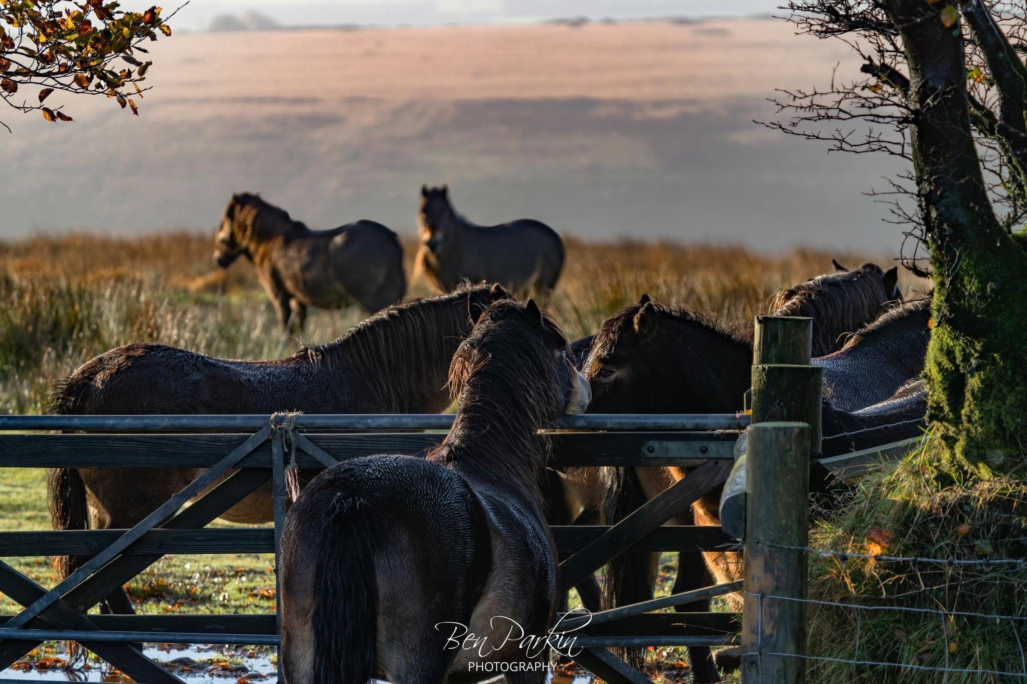 Stags, Ponies, Raptors – what an amazing day we’ve had!