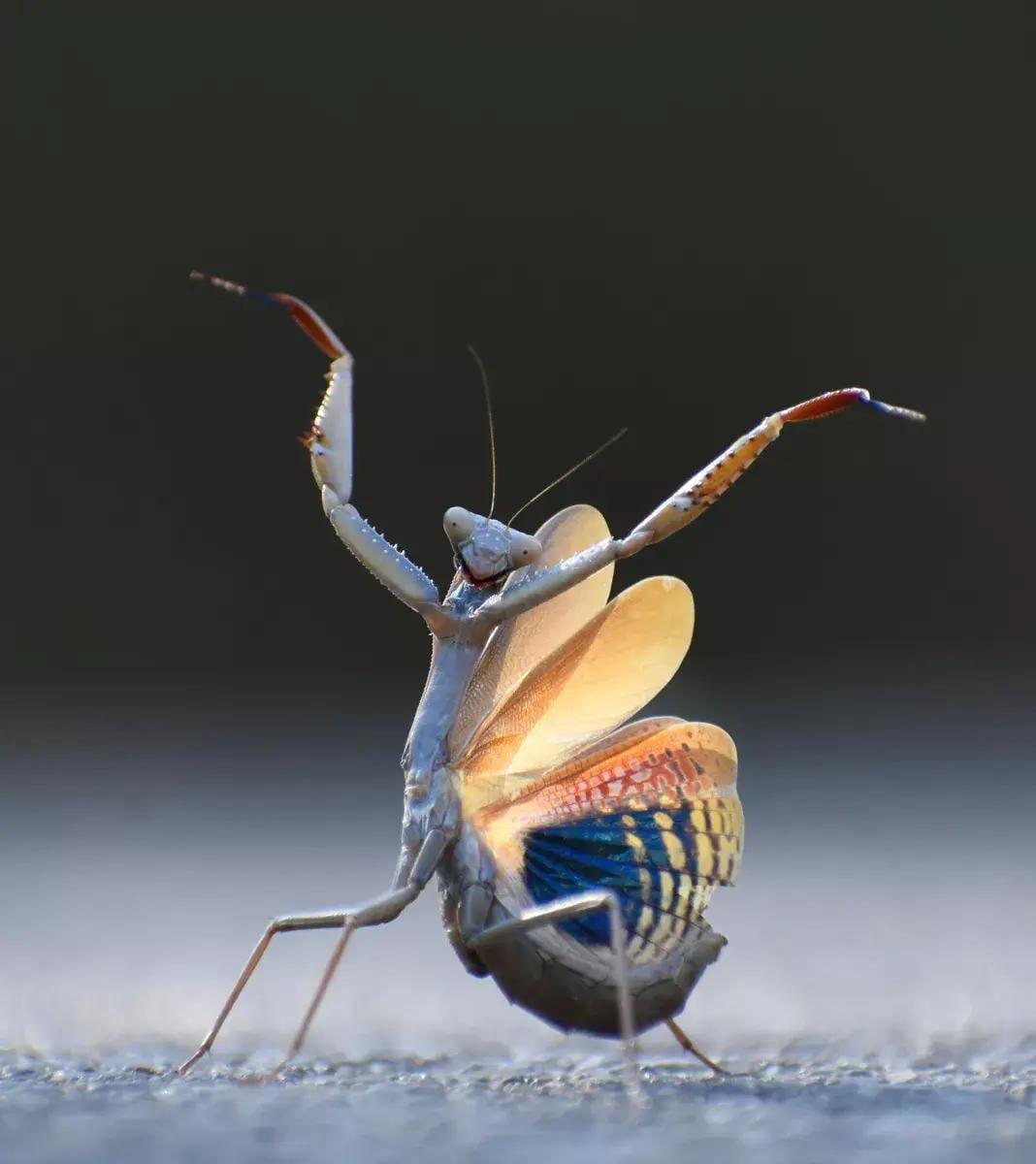 Объявлены победители конкурса Comedy Wildlife Photography Awards за самые смешные кадры из жизни дикой природы.