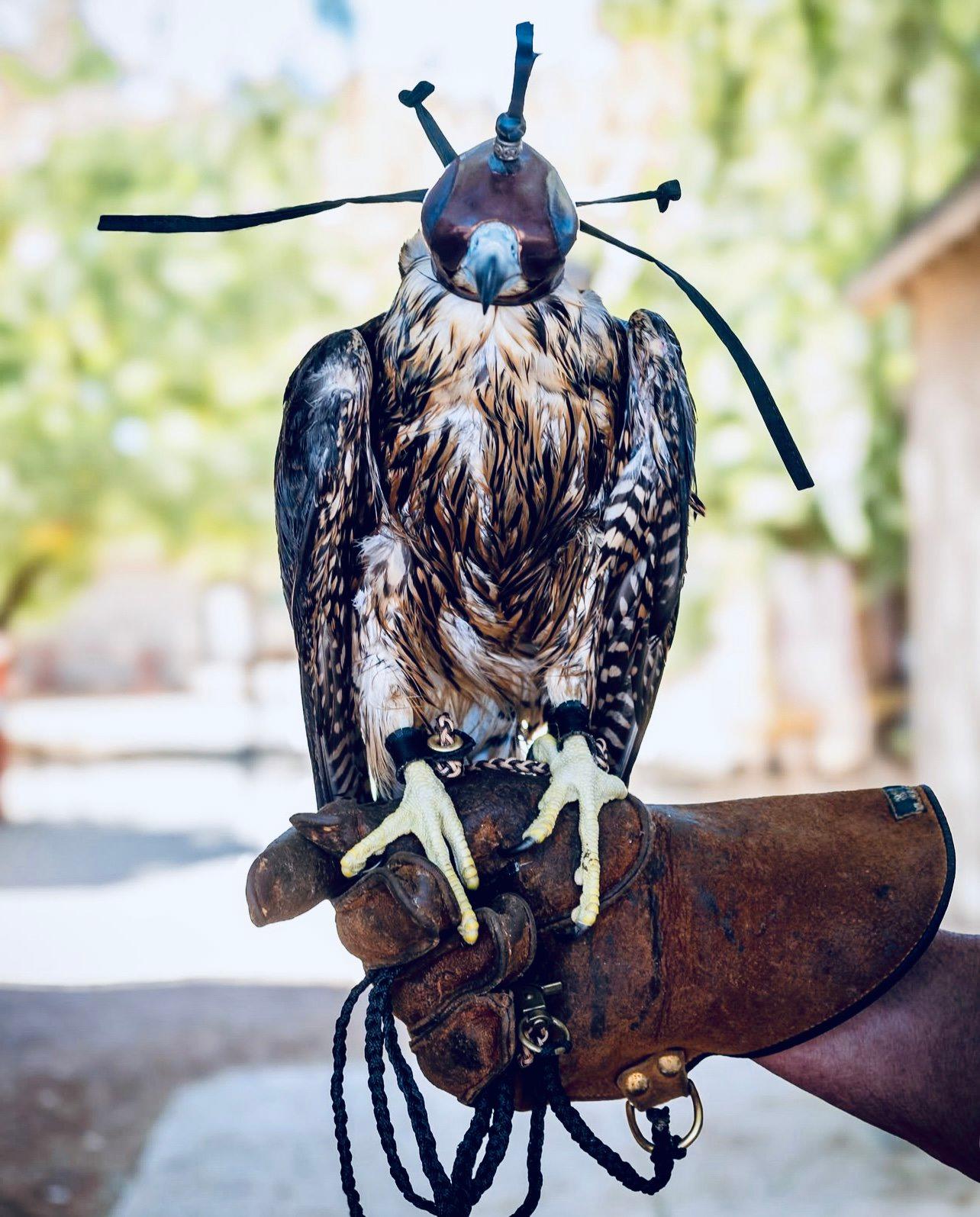 Falconry in the USA – State Laws, Traditions, Training, and Care