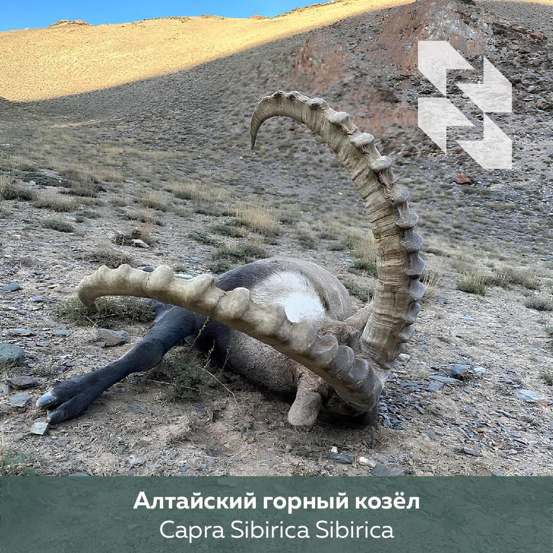 🇲🇳 Lov na kozoroga u Mongoliji