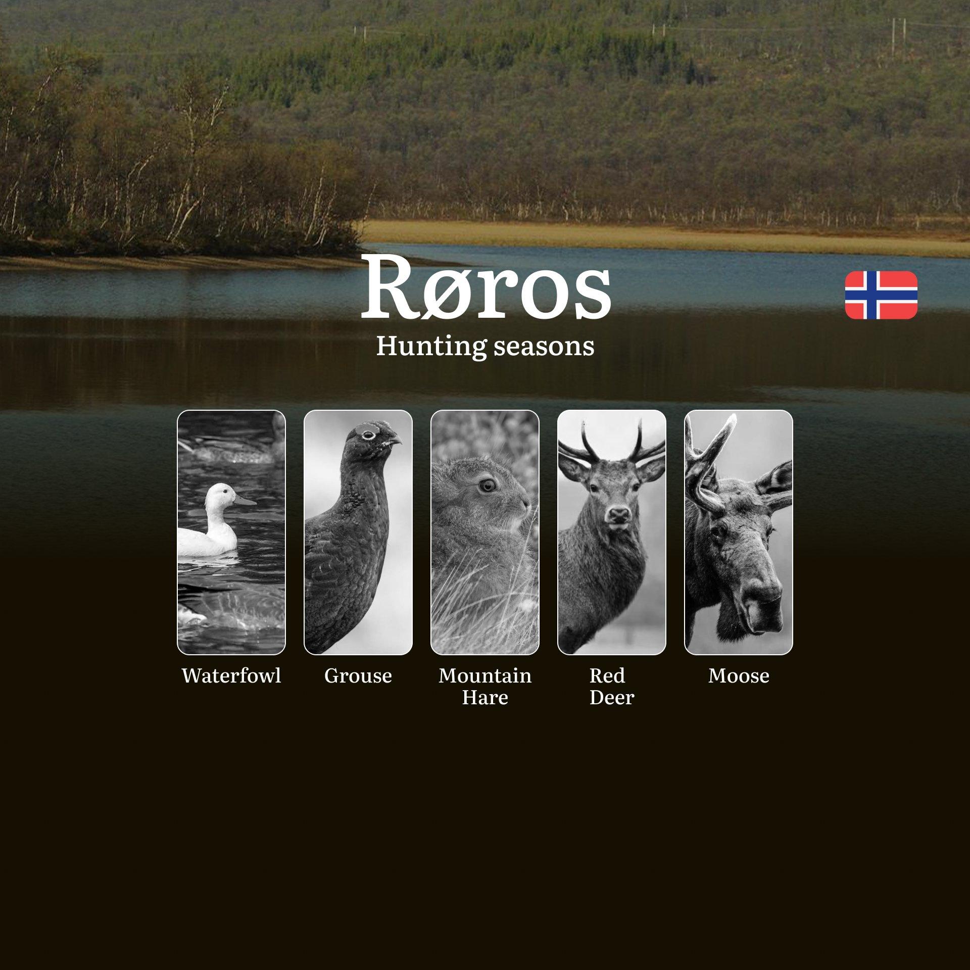 Hunting Seasons in Røros: Restrictions, Bans, and Protected Species, Choosing Timing, Gear, and Tactics
