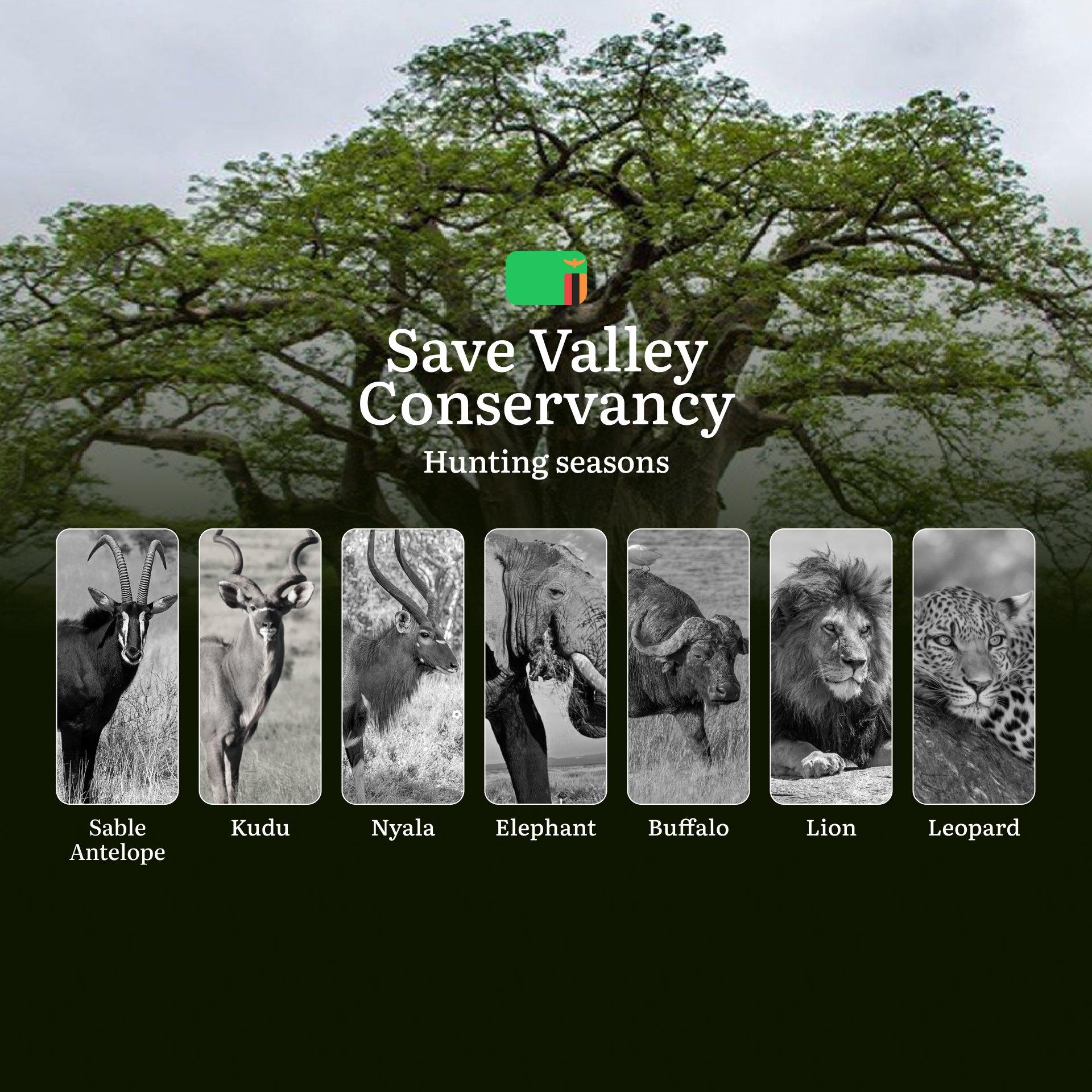 When the Mopane Forests Whisper: Save Valley Conservancy Hunting Regulations & Seasons: Hunting Rules, Restrictions, and Responsible Practices