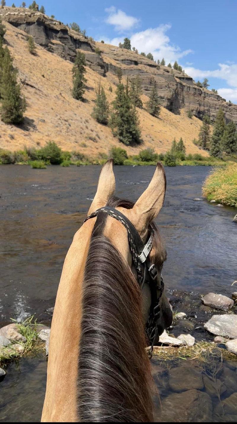 🐎