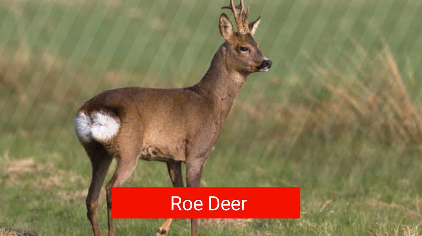 Top 5 der meistgejagten Tiere in Österreich
