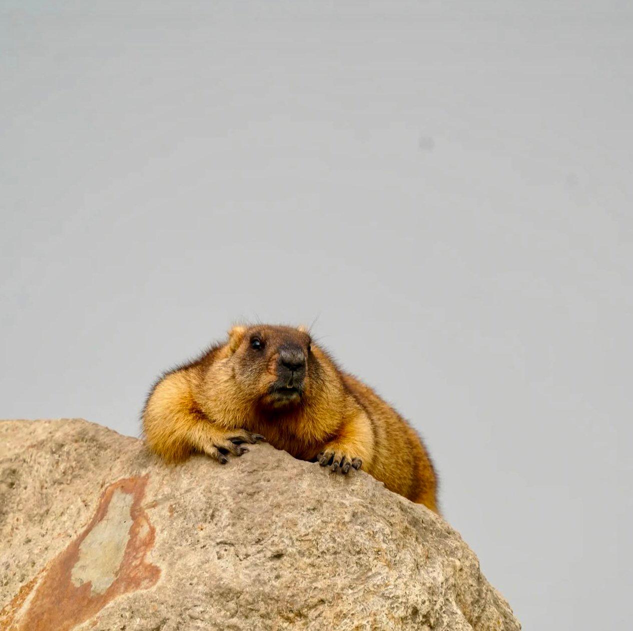СУРОК БАЙБАК: описание, охота на сурка байбака, где обитает, сезон и методы добычи.