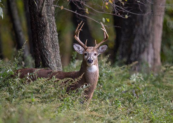 FACE | European Federation for Hunting and Conservation