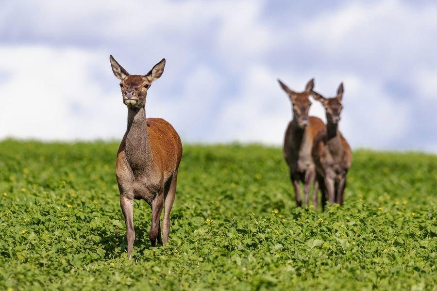 🦌 Brame du cerf 2023 🦌