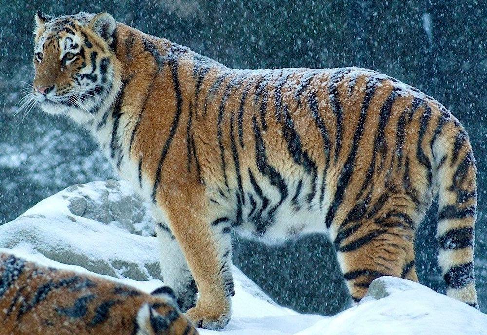 Tiger hunting is the capture and killing of tigers.