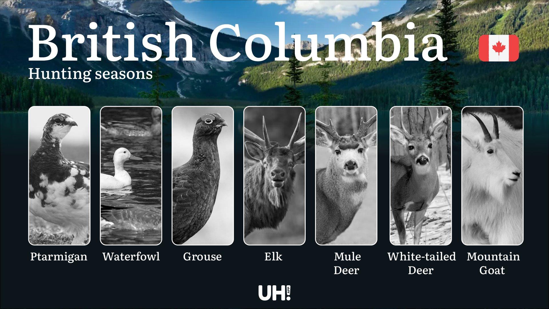 Hunting Seasons in BRITISH COLUMBIA (Canada): Mandatory Licenses, Core Regulations & Key Season Rules