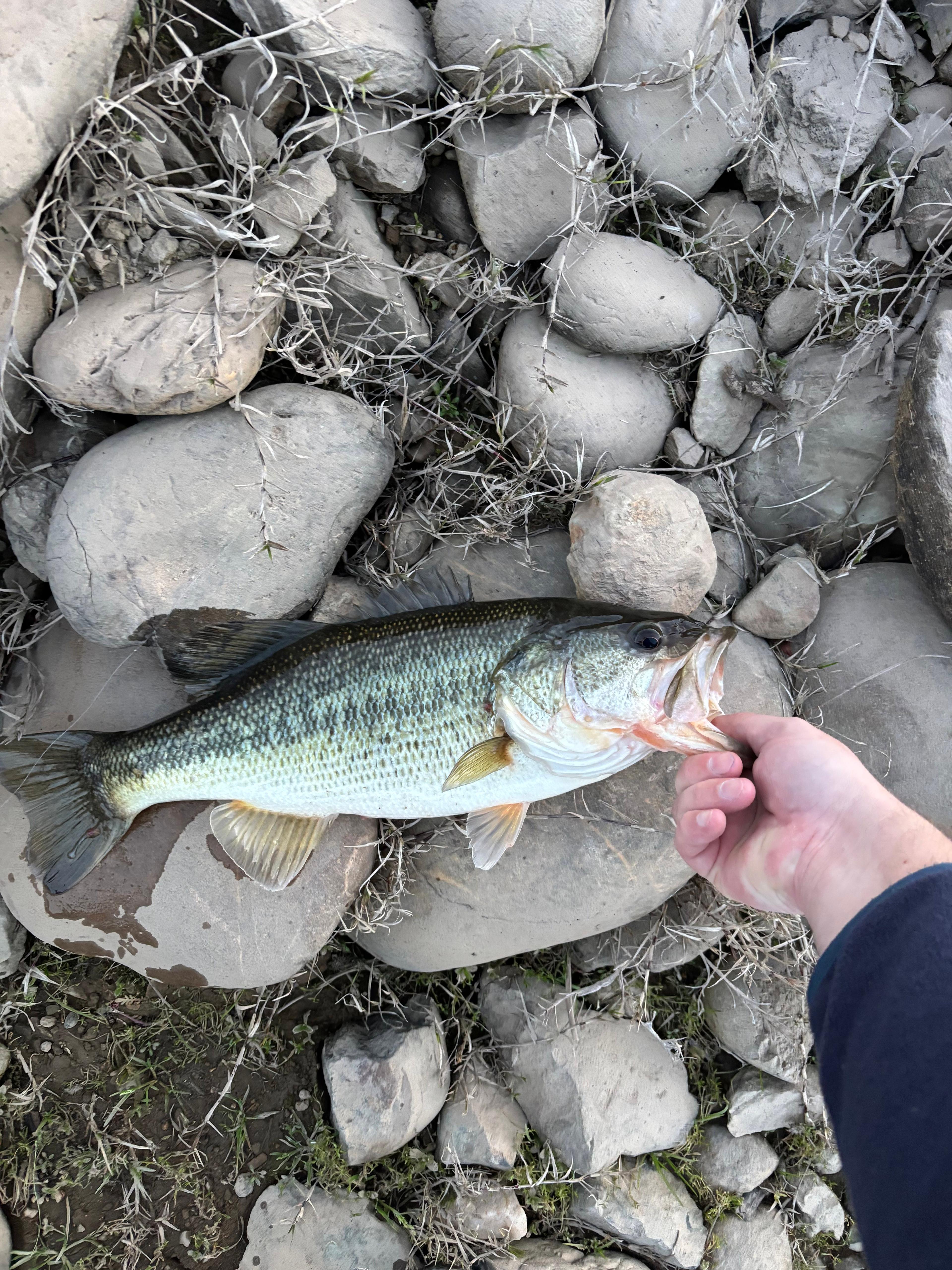Bass