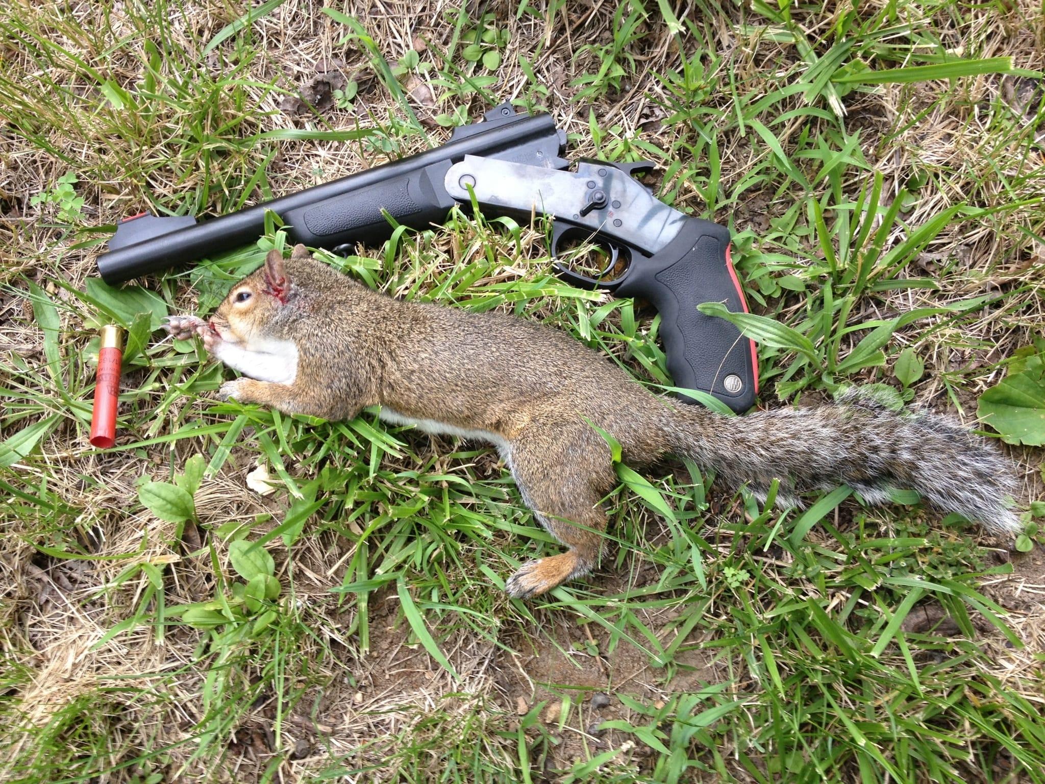 How Do You Start Squirrel Hunting?