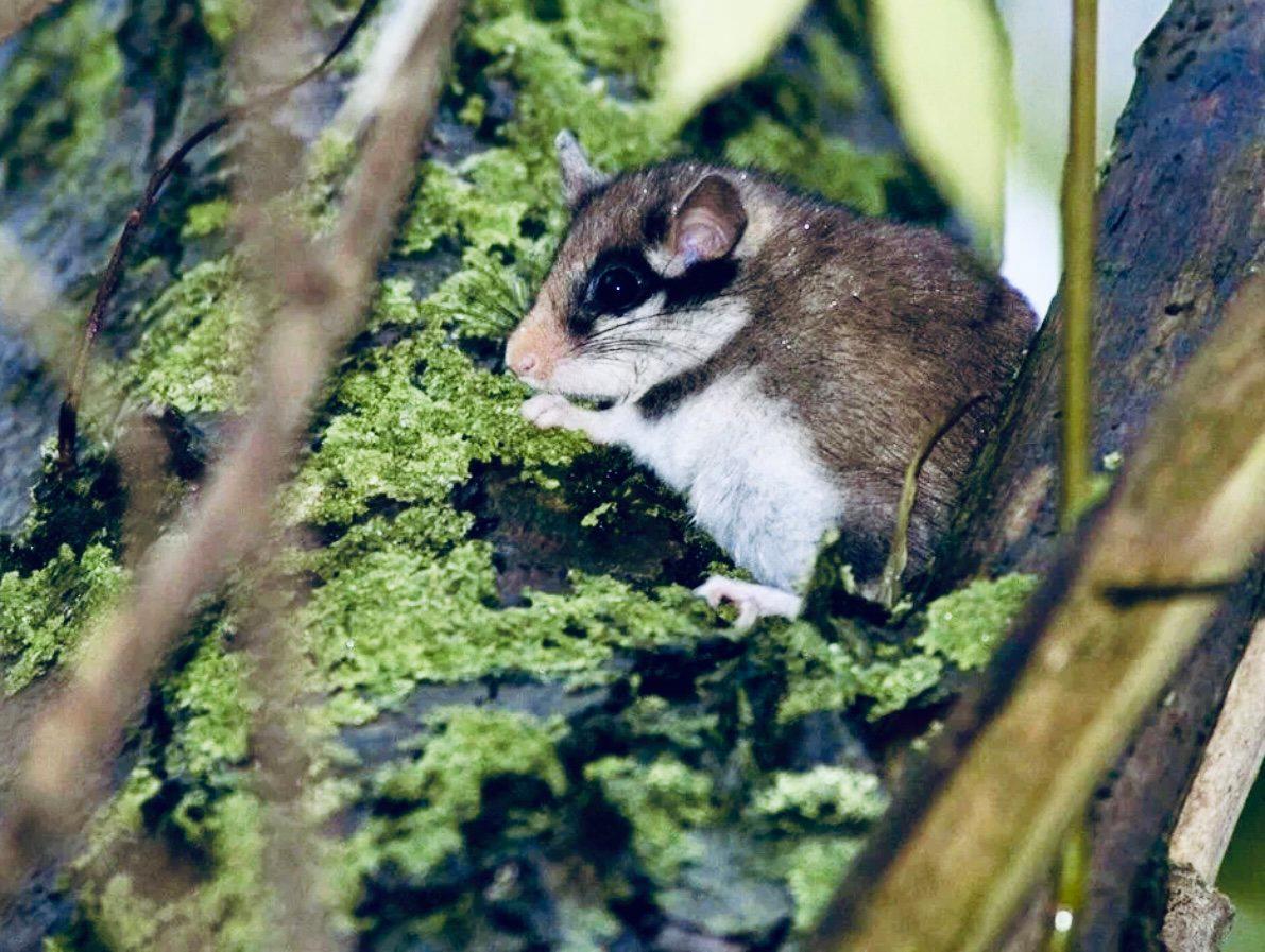 СОНЯ САДОВАЯ: описание, охота на соню, повадки, методы охоты, трофейная ценность и правила добычи, фото.
