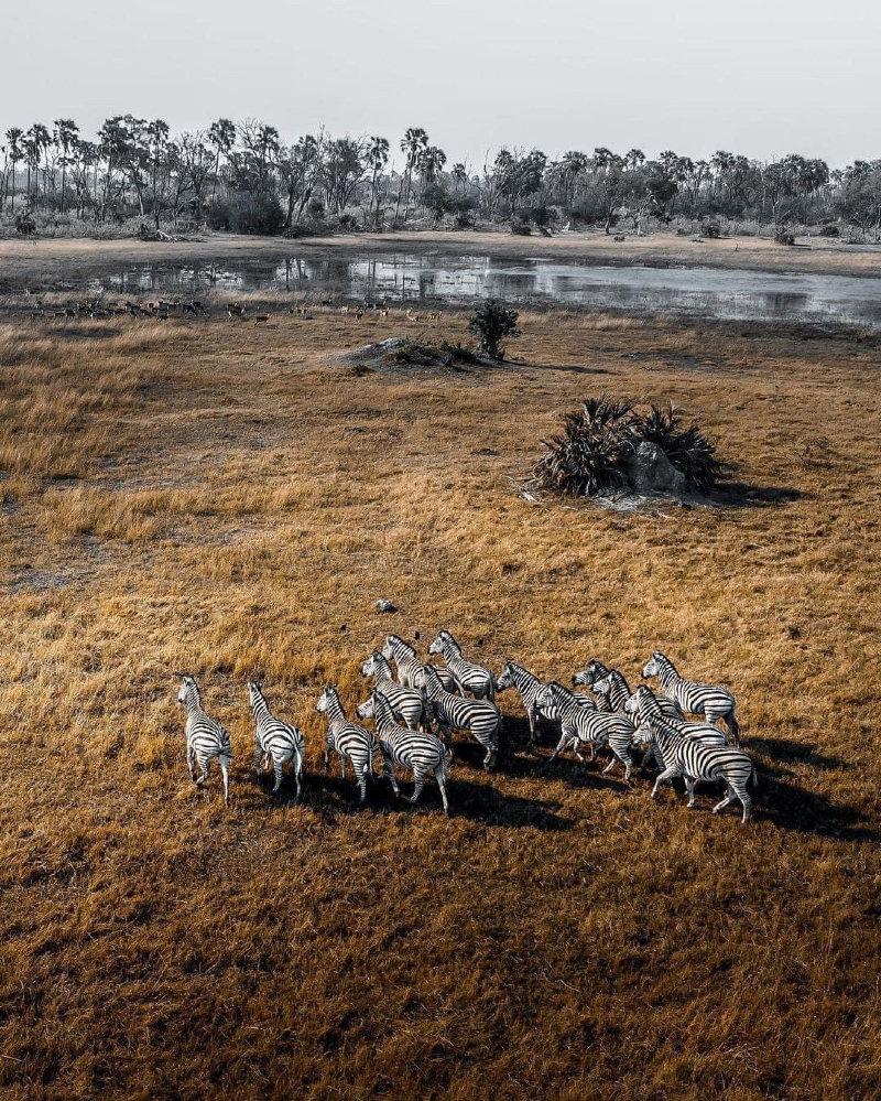 Zebras moving on
