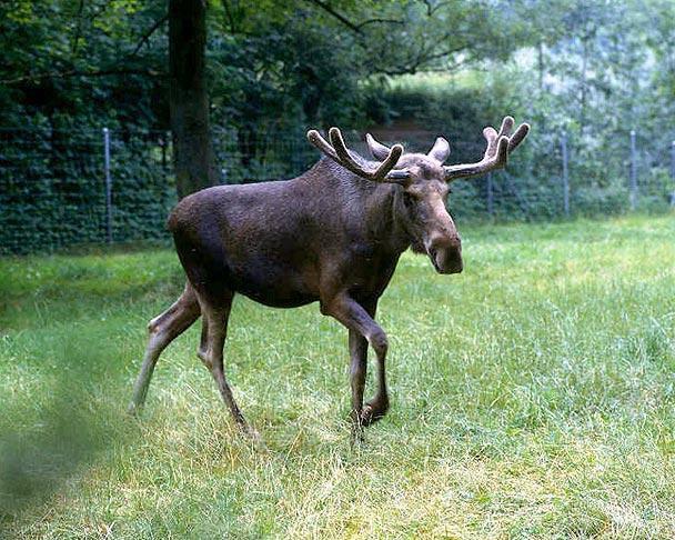 Alnis - lielākais no LV sastopamajiem pārnadžiem.