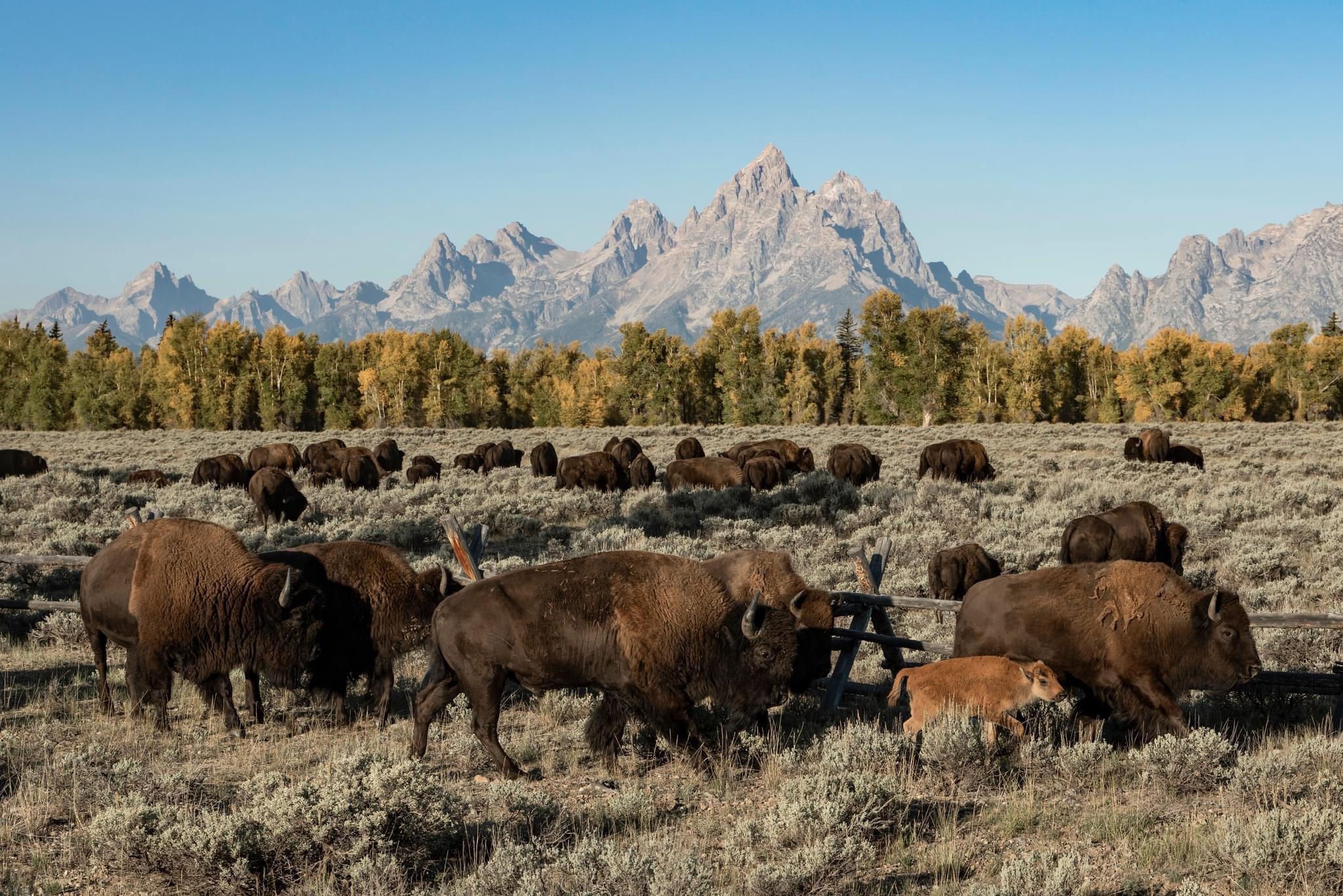 Some of my favorite shots from the #Yellowstone area.