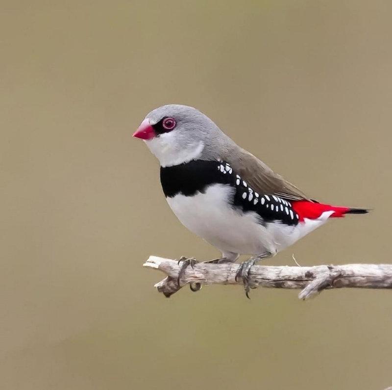 Diamond Firetail.