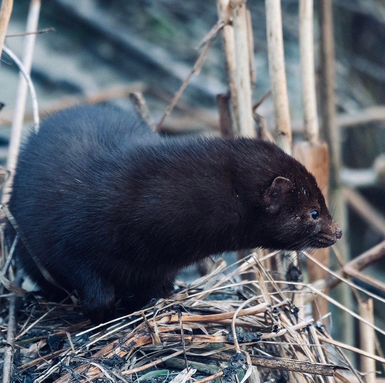 НОРКА АМЕРИКАНСКАЯ: описание, охота на норку, повадки, трофейная ценность — всё для охотника