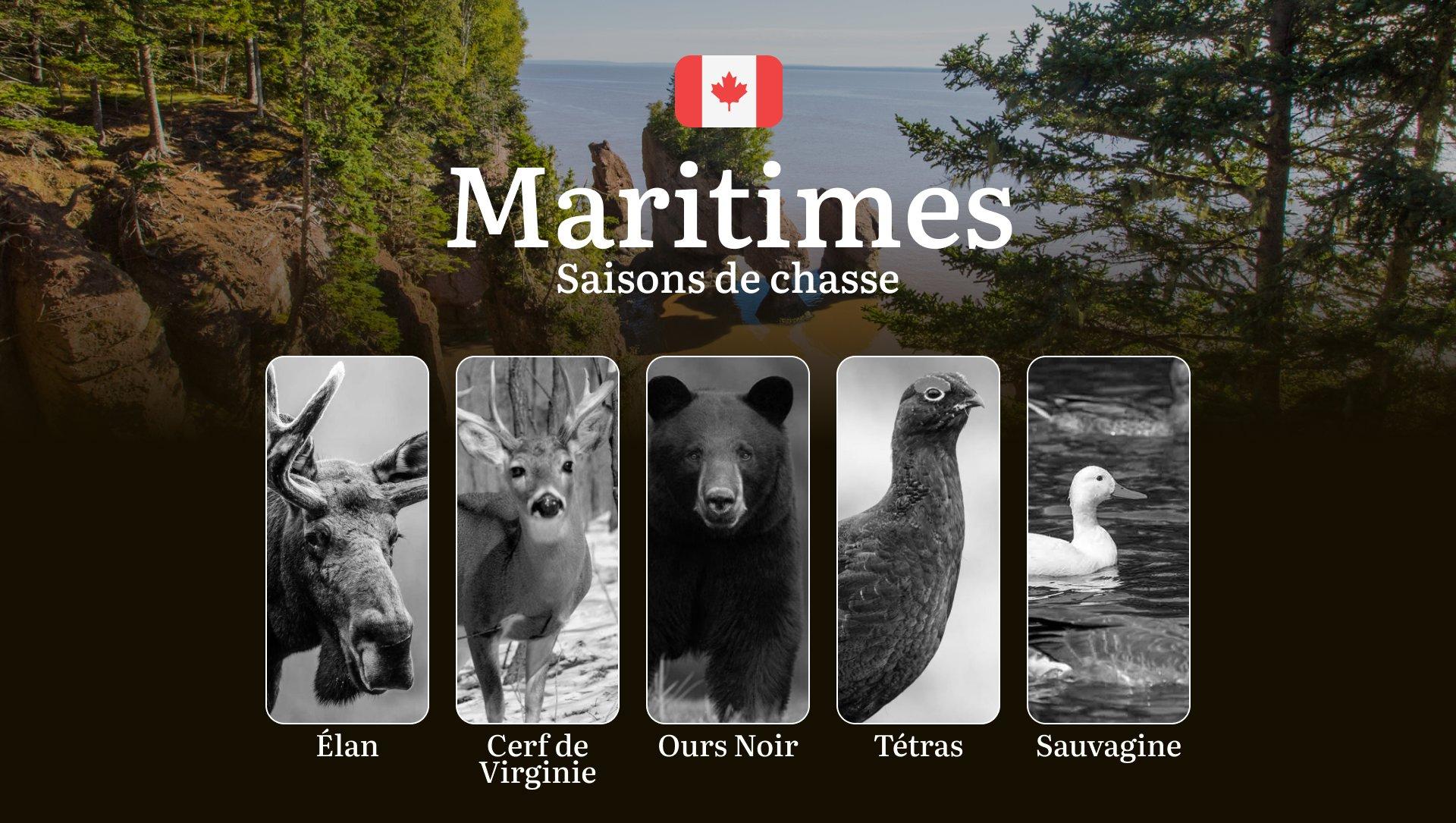 Les Saisons de Chasse dans les MARITIMES: Règles Essentielles, Périodes Clés et Conseils