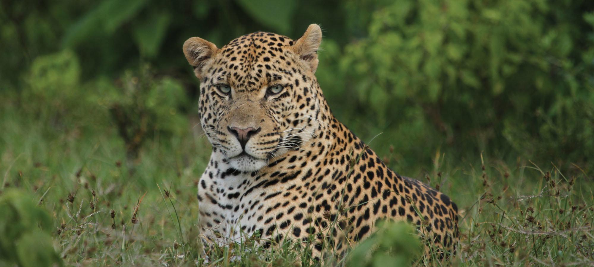 Hunting in Mara Region, Tanzania: Hunting Seasons, Laws and Legislation, Tanzanian Demographics and Geography