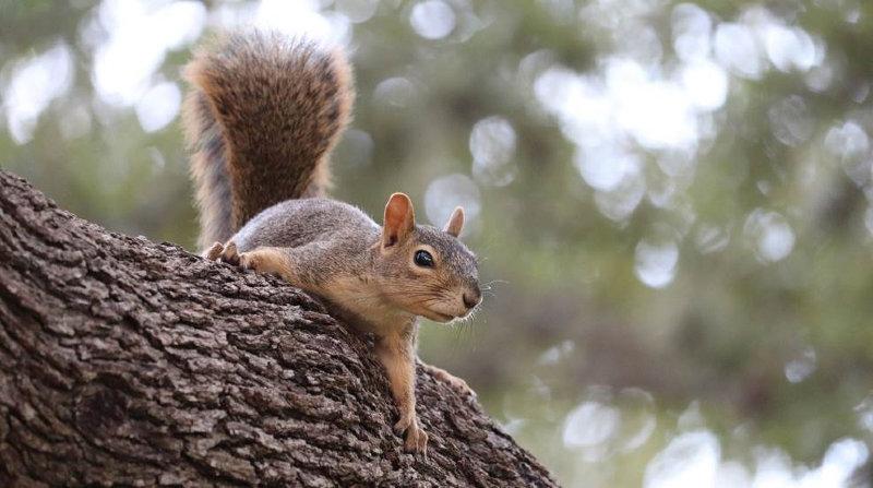 Hunting Squirrels: Which .22 is for You?