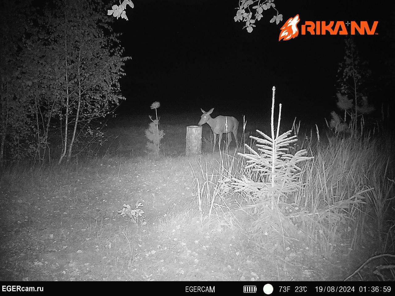 🦌🔥Na našem hranilištu sve je stabilno - kopitari redovito izlaze navečer i noću!