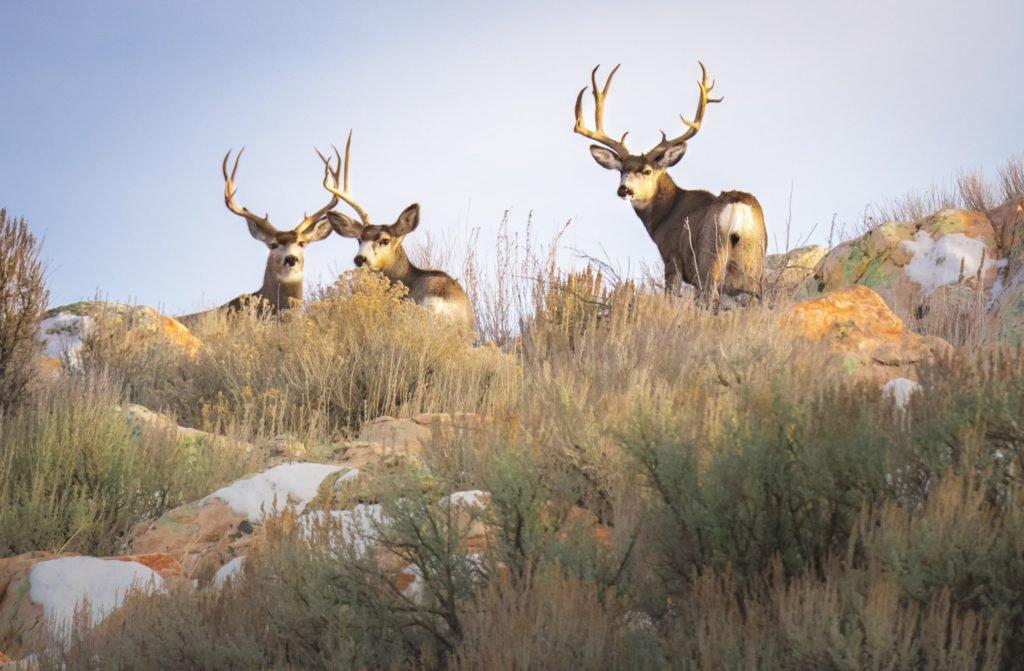 Youth Spring Turkey Hunt Weekends - There are two youth spring turkey hunt weekends.