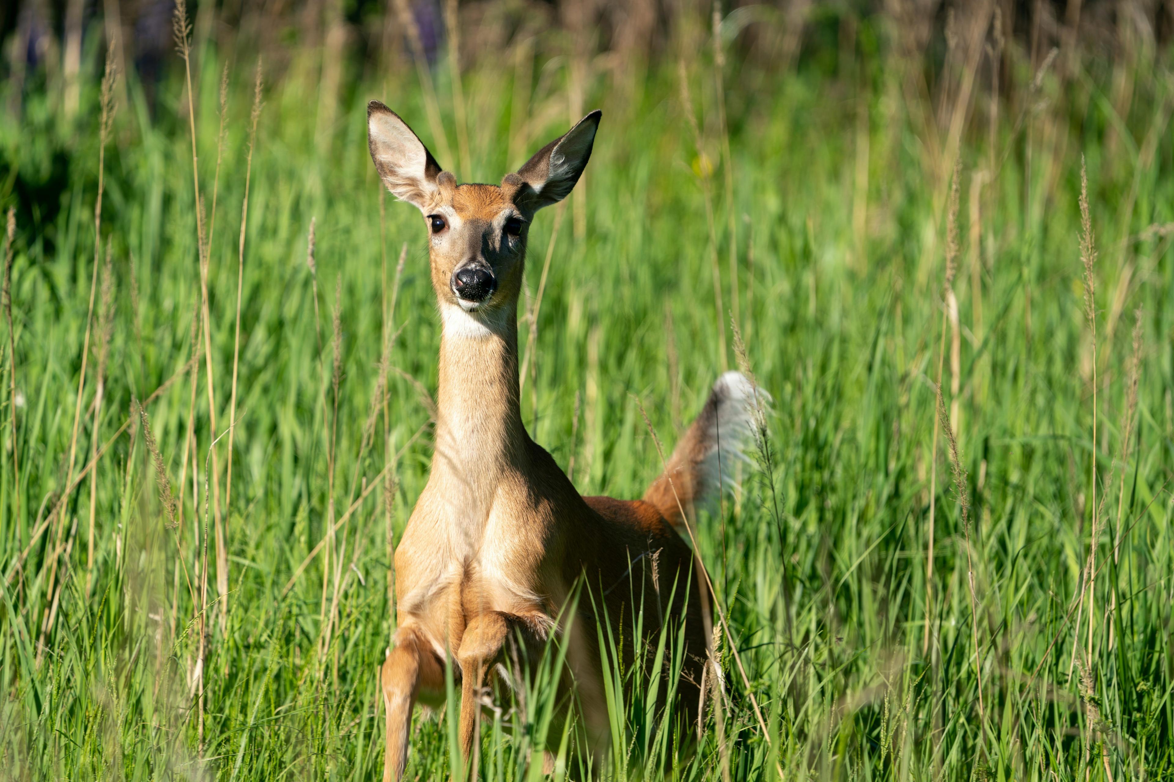 HUNTING IN THE MANITOBA REGION: A DEEP DIVE INTO DEMOGRAPHICS, ASSOCIATIONS AND CLUBS, LAWS AND HUNTING SEASONS