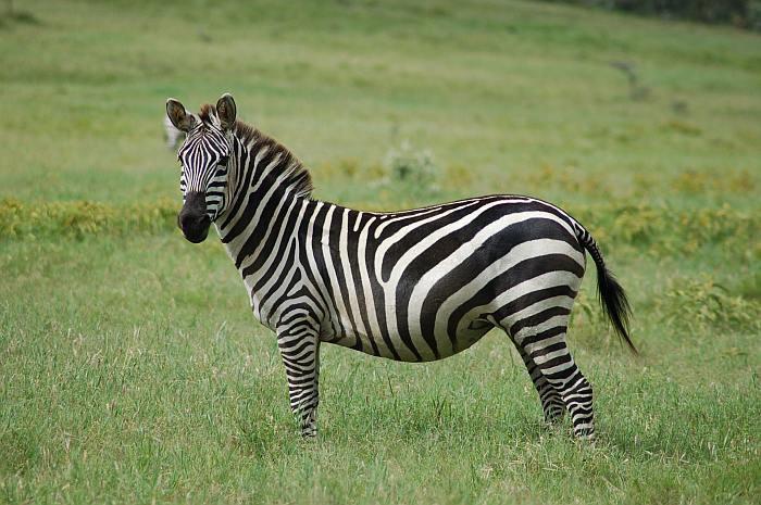 Zebra is a species of hoofed animals that inhabit Africa.