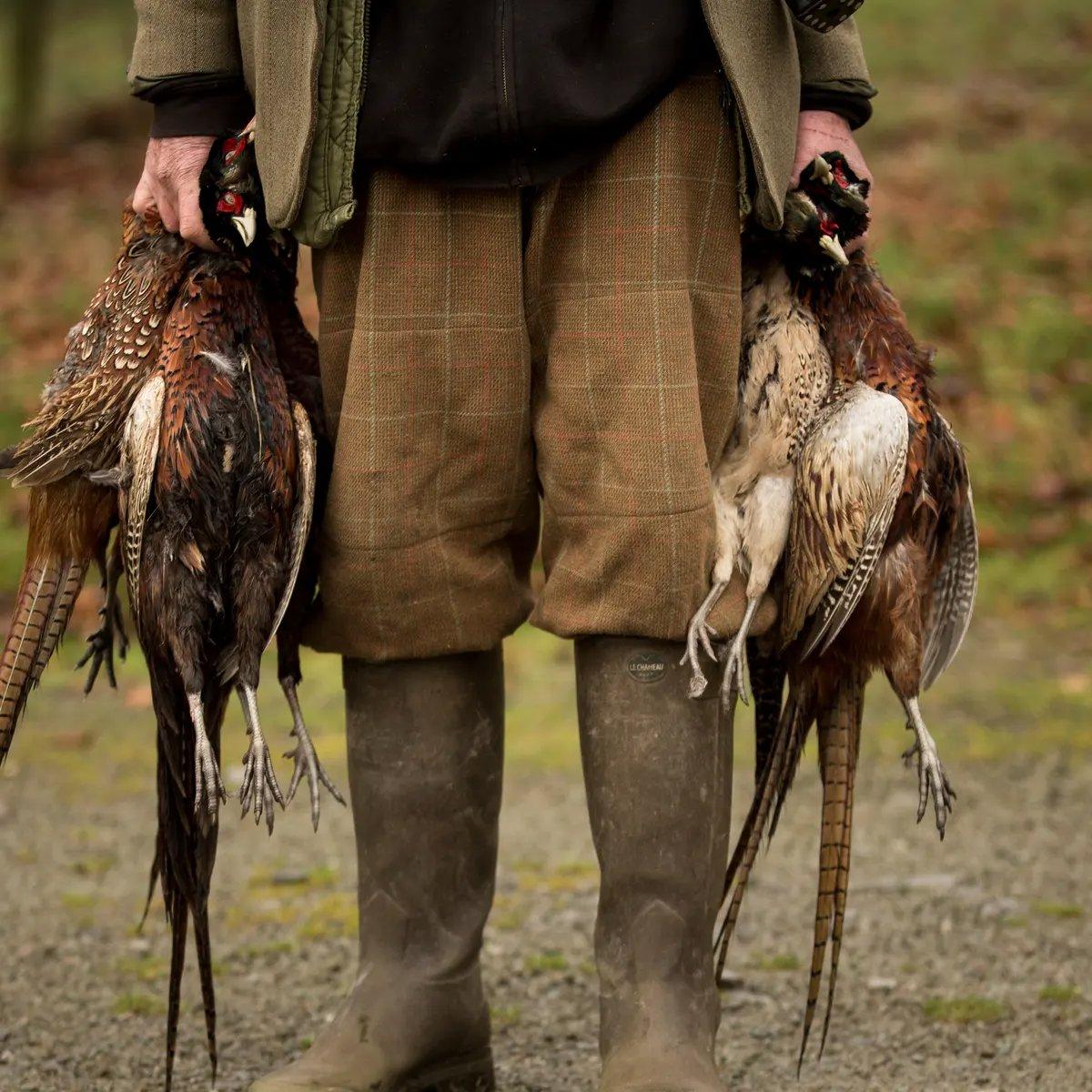Pheasant shoots scaled back across UK after bird flu import bans