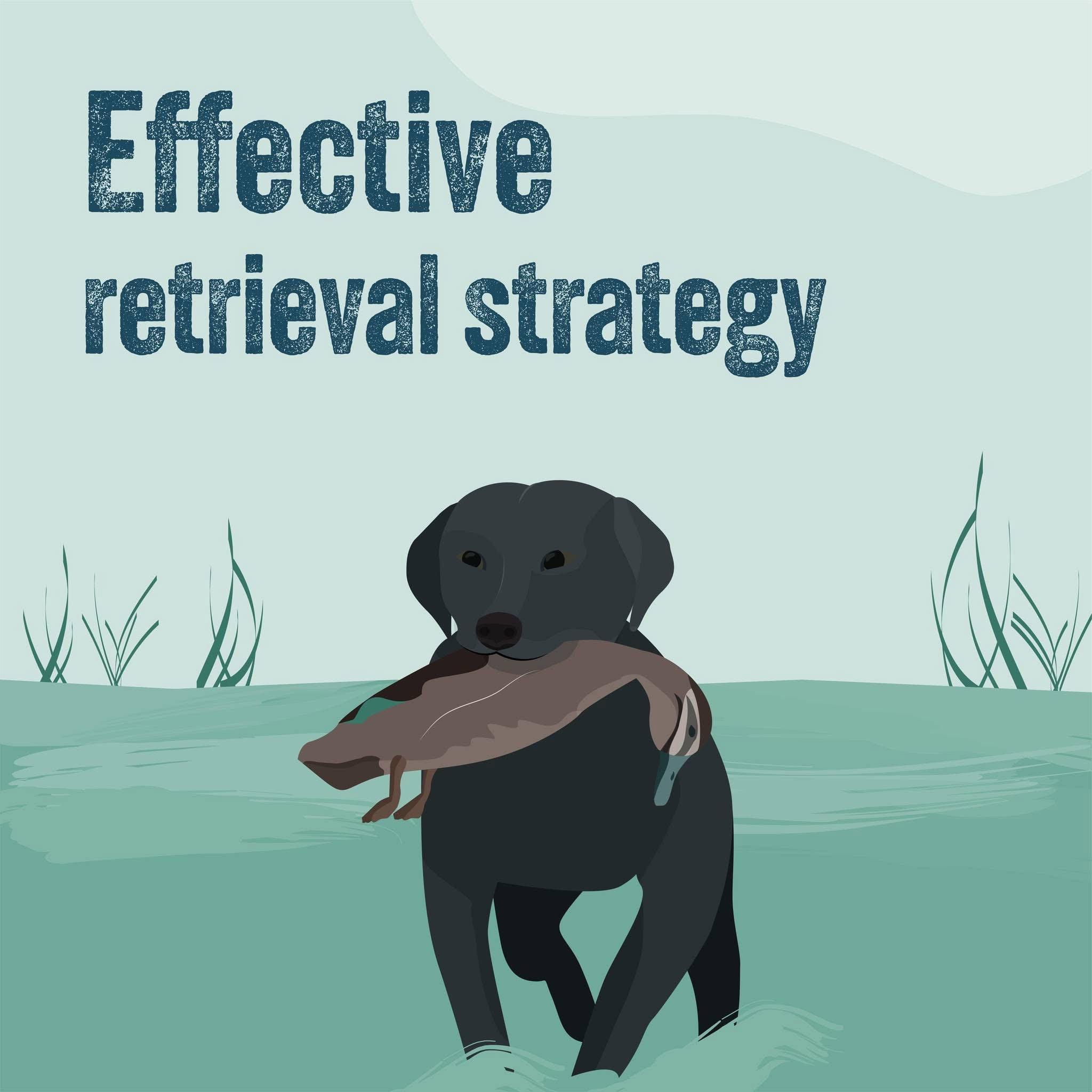 Reducing wounding is important for animal welfare outcomes, reducing waste associated with unretrieved birds, and ensuring duck hunting in Victoria remains sustainable and responsible.