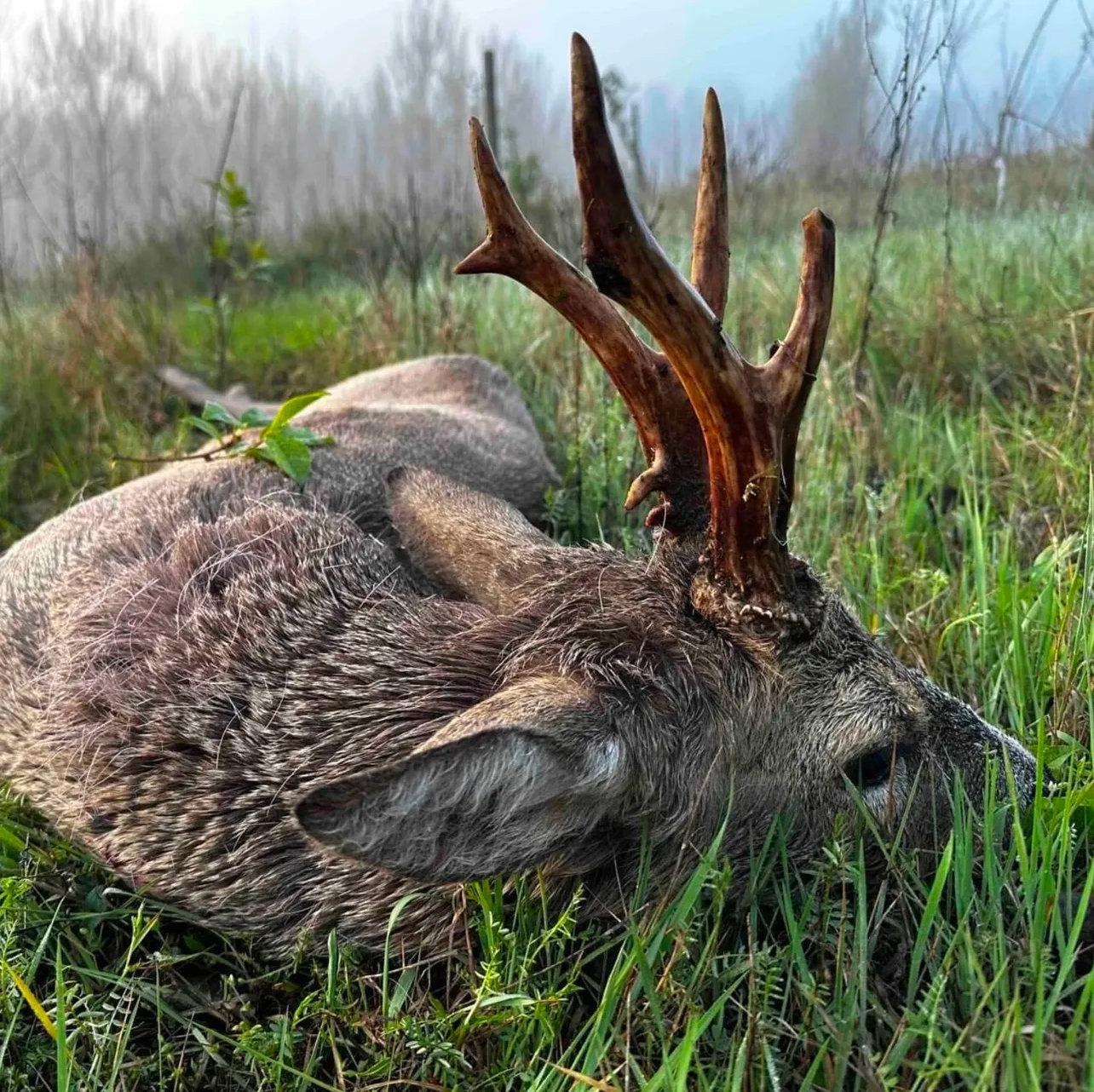 🦌 Successful Roe Deer Hunt Today: A Day to Remember