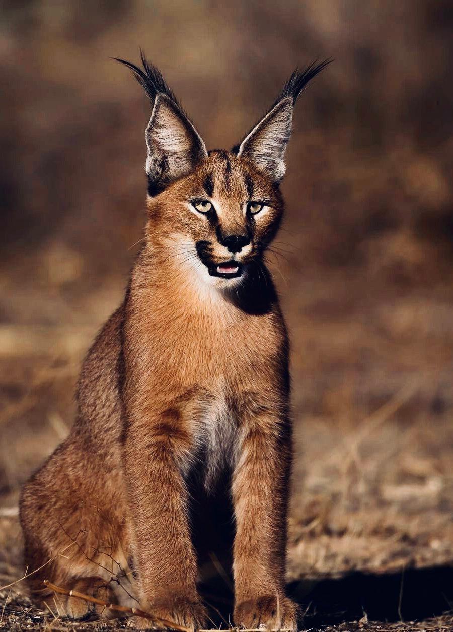 КАРАКАЛ: описание, охота на каракала, повадки, где обитает, методы добычи, трофейная ценность и рекомендации охотникам.