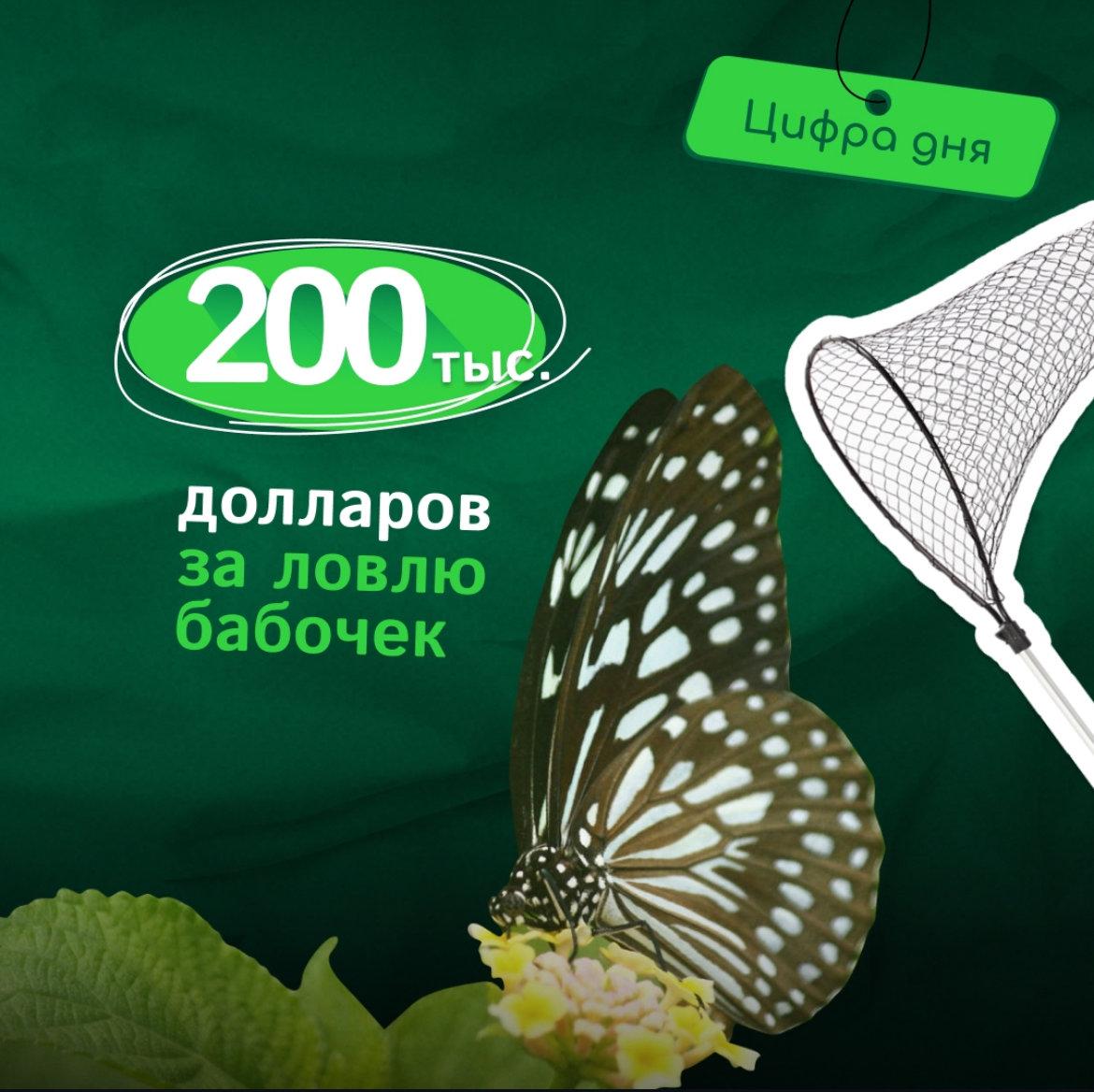 200.000 долларов за ловлю бабочек