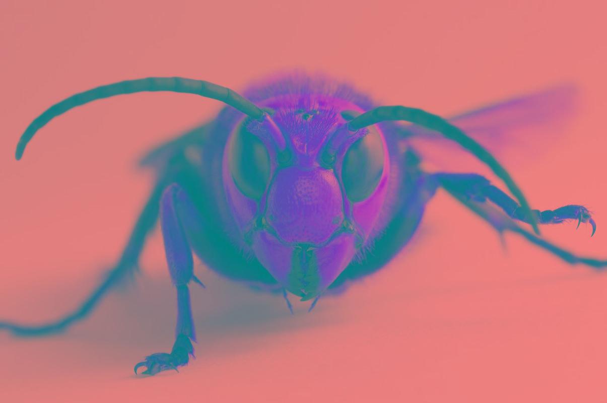 Cyclists hospitalised after hornet attack in France 