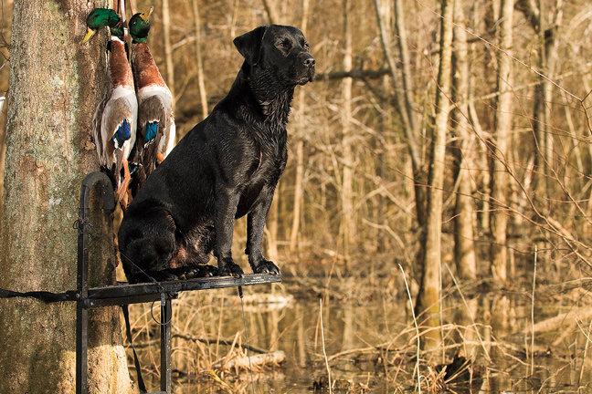 America's Duck Dog: The Labrador Retriever