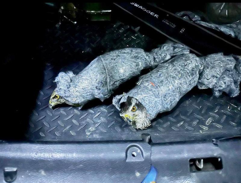 На границе с Абхазией таможенники поймали мужчину, который пытался перевезти через границу редких ястребов в отсеке для запасного колеса.