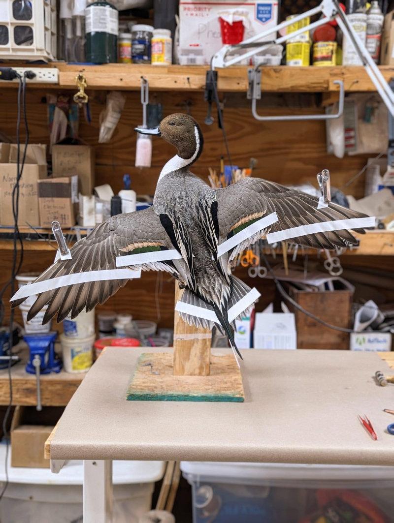 Pintail Drake today.