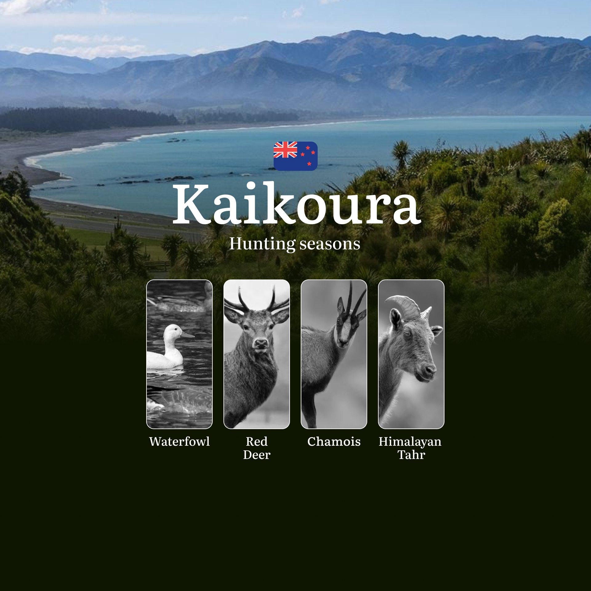 KAIKOURA: Hunting Seasons, Regulations, Licenses, and Best Times for Trophies, Penalties for Violating Hunting Regulations