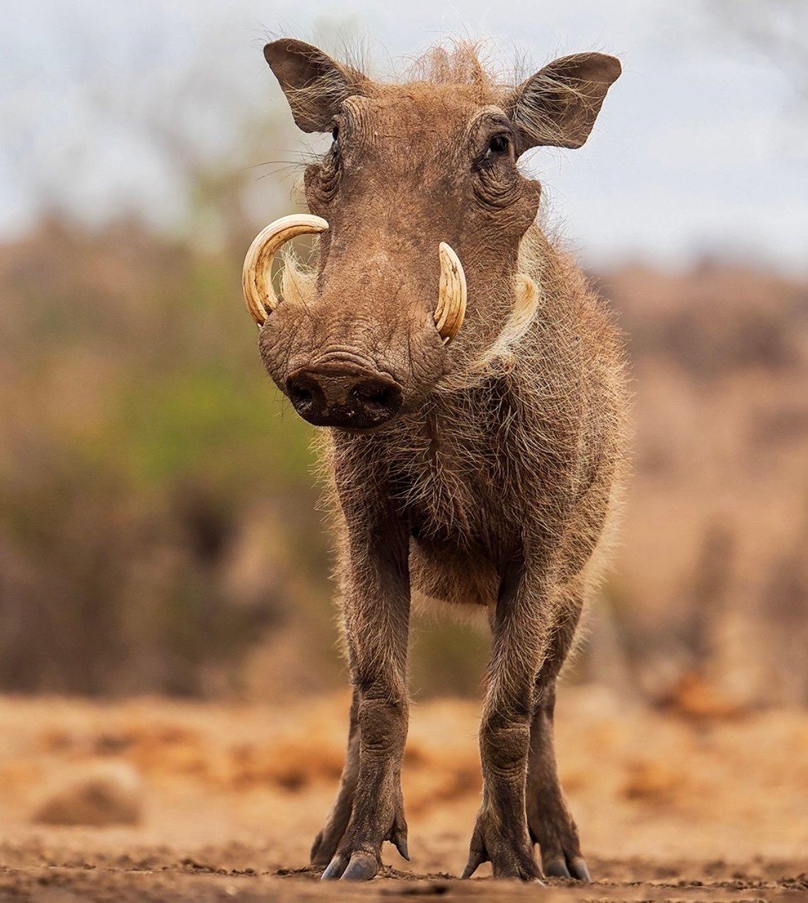 Warthog Hunting in Africa: A Comprehensive Guide for Hunters