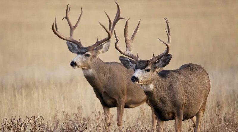 4 Ways to Manage Buck Fever