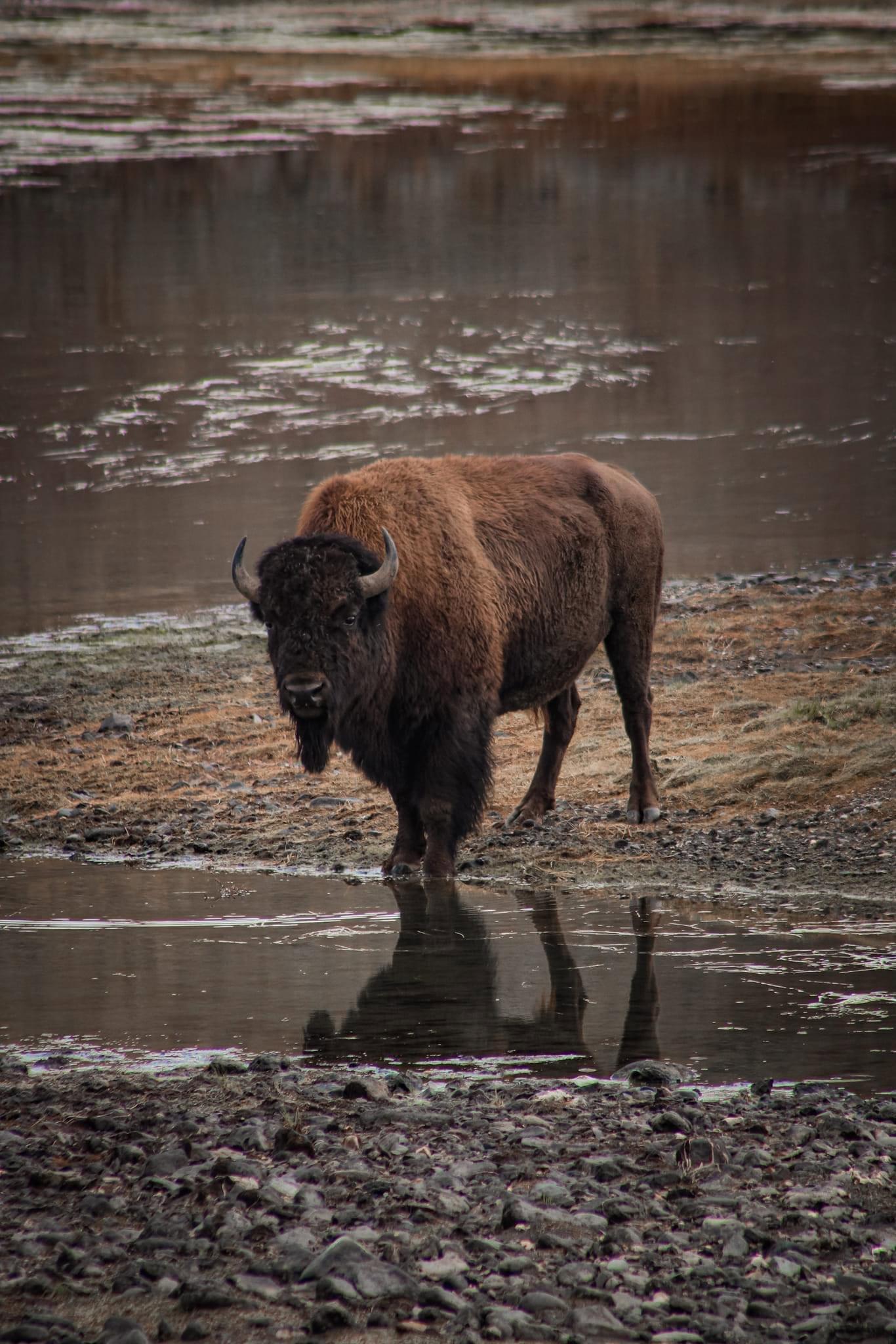 Honeymoon in Yellowstone