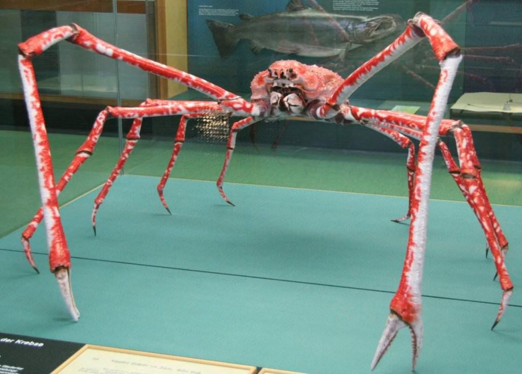 Japansk edderkoppekrabbe, japansk dybhavskrabbe, er en kunst af krebsdyr fra infraordens krabber.