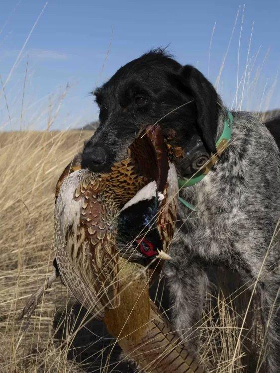 Meet Max, my loyal hunting companion.