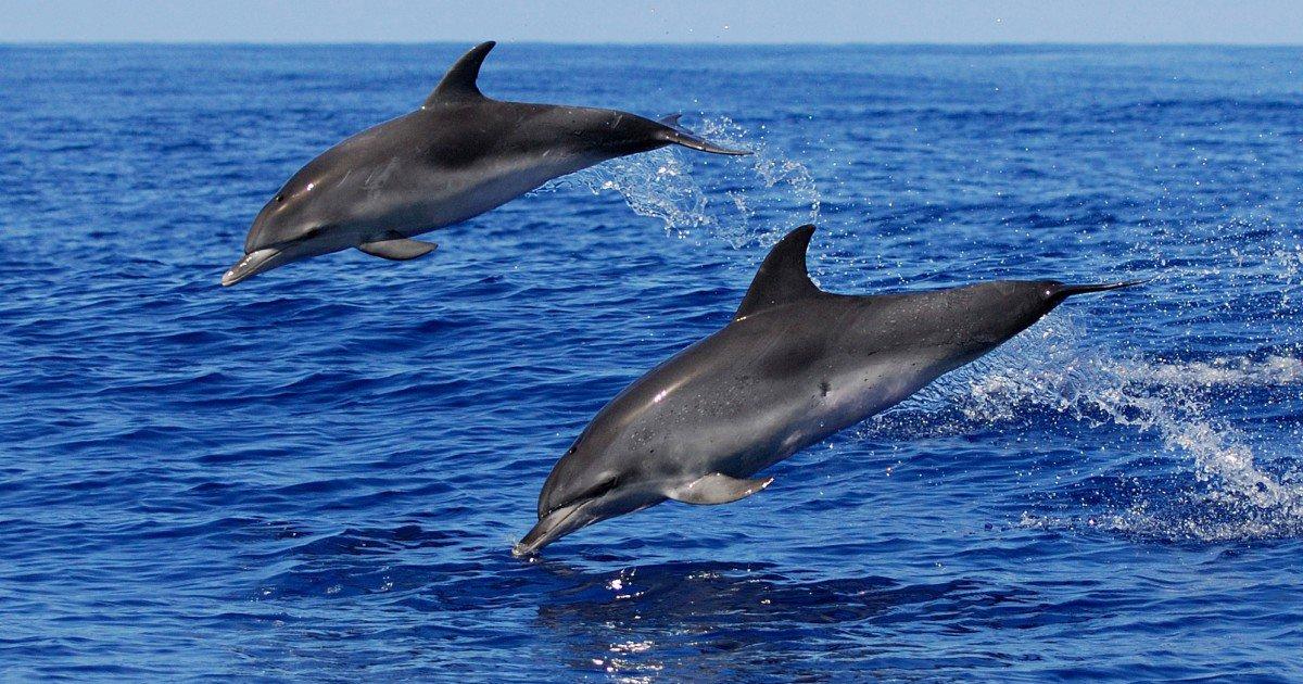 Faroe Islanders are capping the number of dolphins they kill - but campaigners say it won’t save any