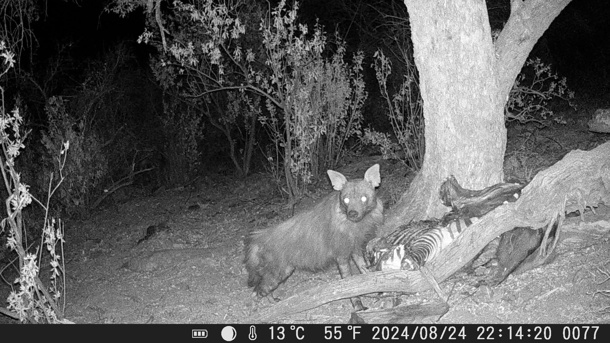 LEOPARD HUNT IN NAMIBIA 2025.