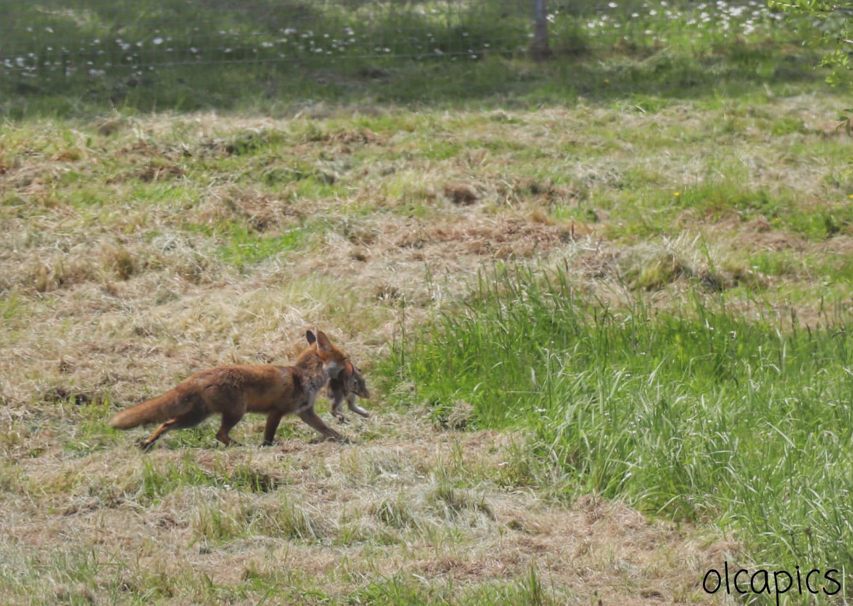 🦊vs🐇